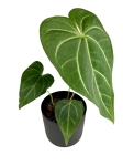 Anthurium magnificum - M2