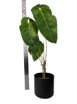 Anthurium Queremalense - L