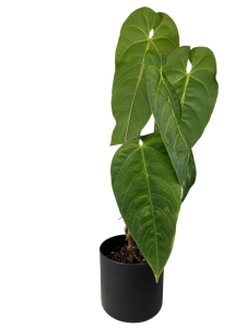 Anthurium Queremalense - L