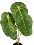 Anthurium Queremalense - L