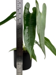 Anthurium longissimilobum