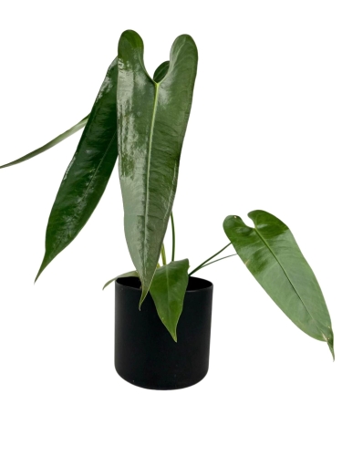 Anthurium longissimilobum