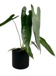 Anthurium longissimilobum