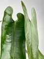 Anthurium longissimilobum