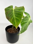 Philodendron verrucosum green zafire