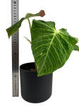 Philodendron verrucosum green zafire