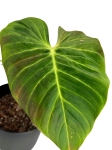 Philodendron verrucosum green zafire
