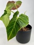 Philodendron verrucosum green zafire