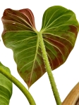 Philodendron verrucosum green zafire