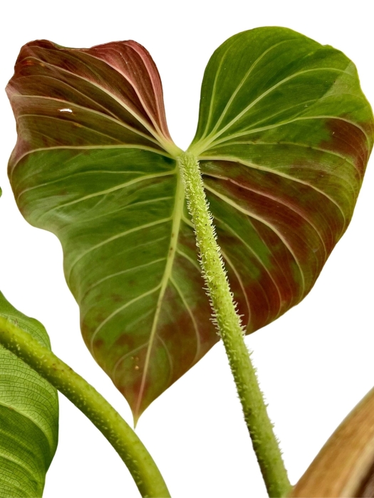 Philodendron verrucosum green zafire