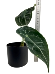 Anthurium White Stripes