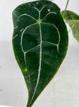 Anthurium White Stripes