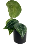Anthurium White Stripes