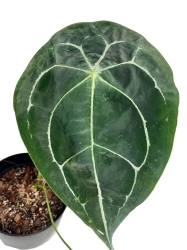 Anthurium White Stripes - L