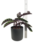 Goeppertia (Calathea) gandersii - L (G1)
