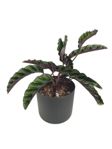 Goeppertia (Calathea) gandersii - L