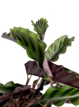 Goeppertia (Calathea) gandersii - L (G1)
