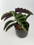 Goeppertia (Calathea) gandersii - L (G1)