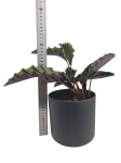 Goeppertia (Calathea) gandersii - L (G2)