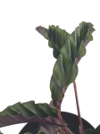 Goeppertia (Calathea) gandersii - L (G2)