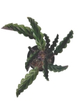 Goeppertia (Calathea) gandersii - L (G2)