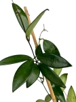 Hoya davidcummingii