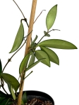 Hoya davidcummingii
