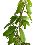 Hoya cagayanensis