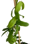 Hoya cagayanensis