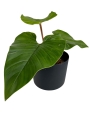 Philodendron squamicaule Blushing - L