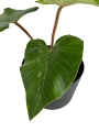 Philodendron squamicaule Blushing - L