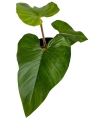 Philodendron squamicaule Blushing - L