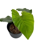 Philodendron squamicaule Blushing - L