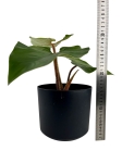Philodendron squamicaule Blushing - L