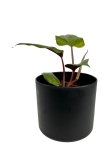 Philodendron ernestii Red - M