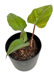 Philodendron ernestii Red - M