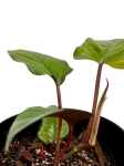 Philodendron ernestii Red - M