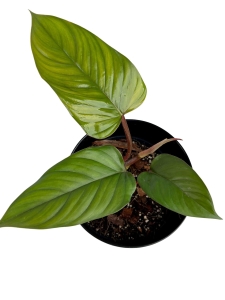  Philodendron ernestii Red - M