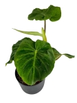 Philodendron verrucosum Amaluza - L