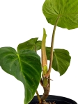 Philodendron verrucosum Amaluza - L
