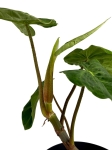 Philodendron verrucosum Amaluza - L