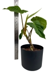 Philodendron verrucosum Amaluza - L