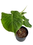 Philodendron verrucosum Amaluza - L