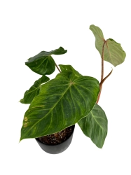 Philodendron verrucosum J.C.L.