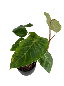 Philodendron verrucosum J.C.L.