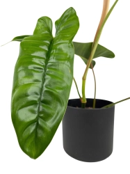  Philodendron felix - M