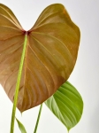Philodendron lynamii