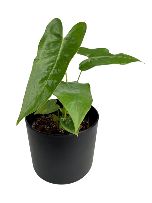 Anthurium longissimilobum - M