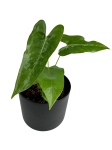 Anthurium longissimilobum - M