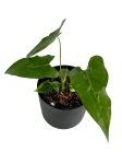 Anthurium longissimilobum - M